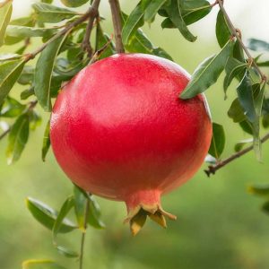 Pomegranate, Wonderful