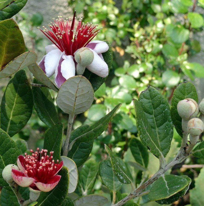 Pineapple Guava Flavor Farms