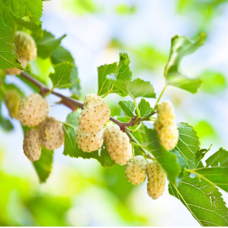 white mulberry tree for sale near me