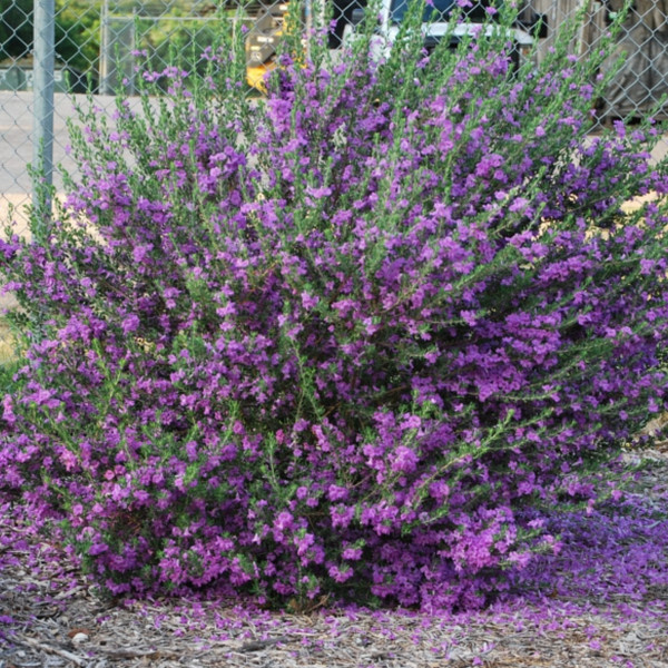 Texas Sage - Flavor Farms