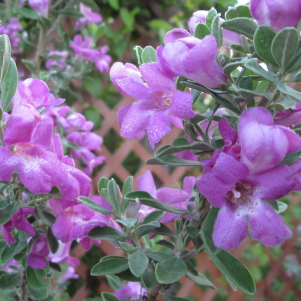 Texas Sage - Flavor Farms