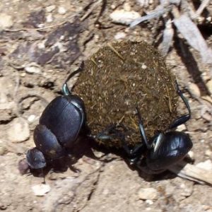 Live Dung Beetles For Sale