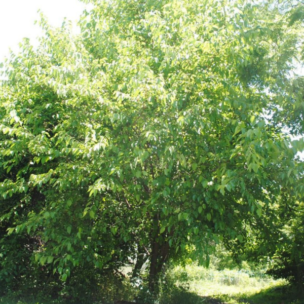 Black mulberry discount tree size